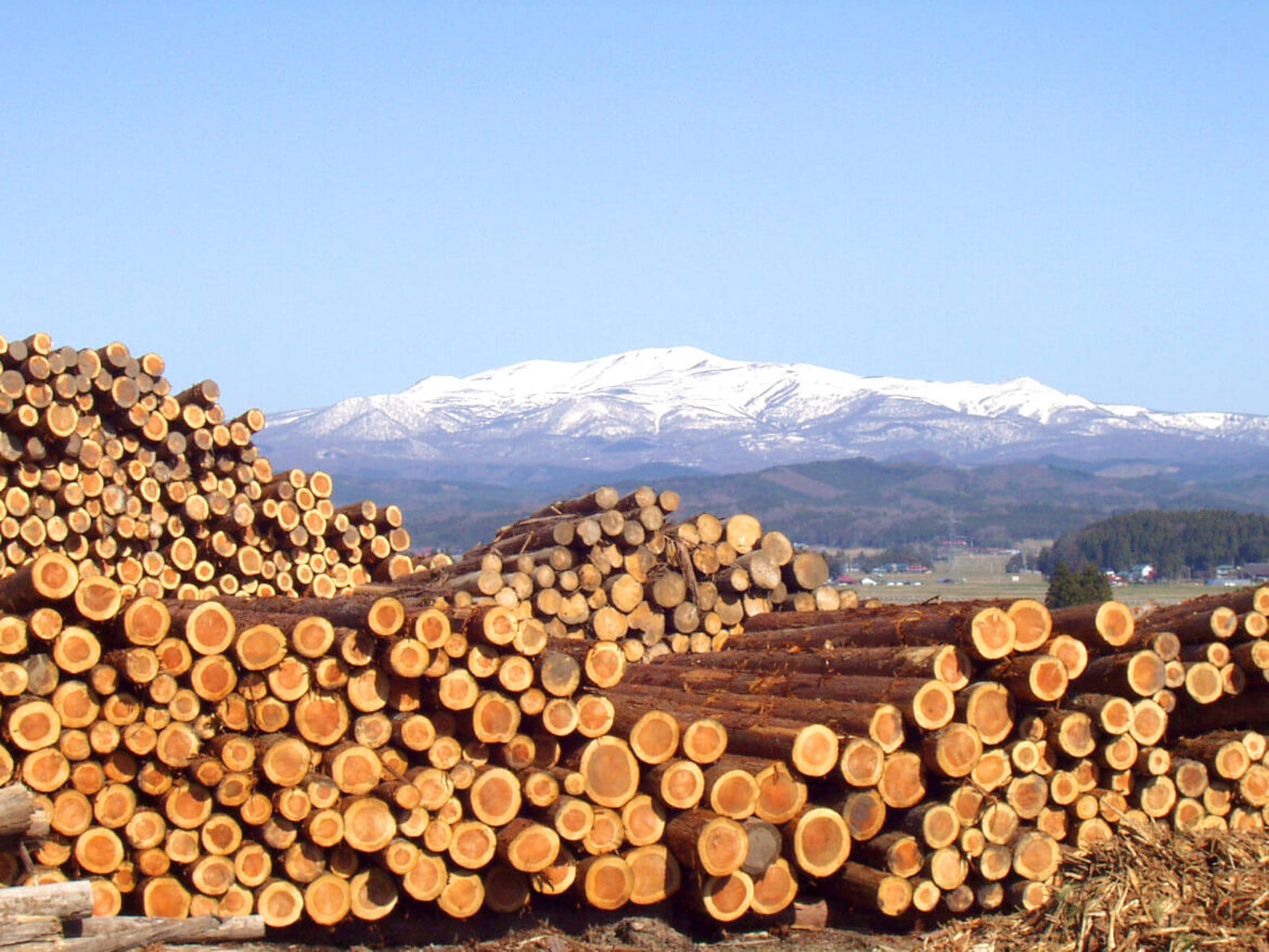 timber01